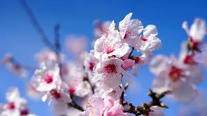 ​אירוע טו בשבט לעובדים